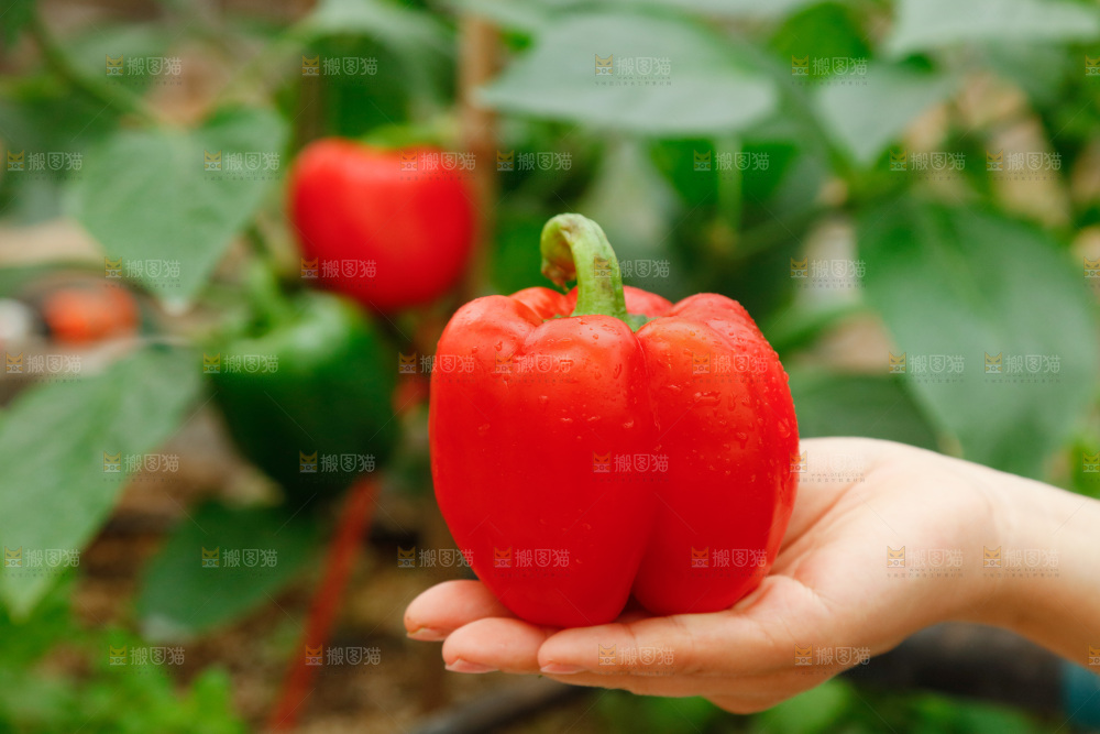 手里拿着红彩椒
