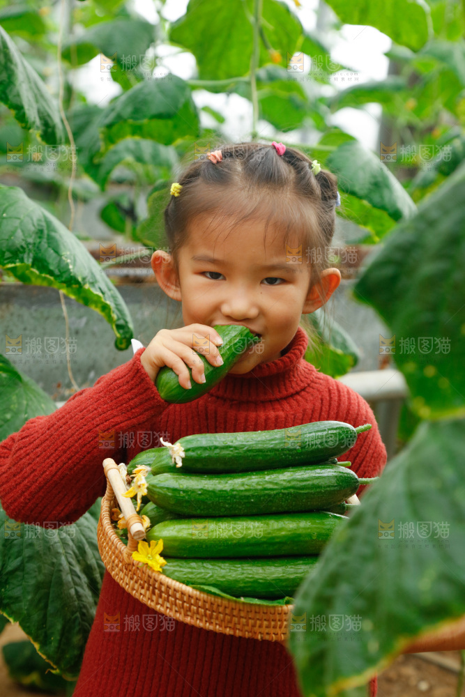 大棚里女孩正在吃水果黄瓜
