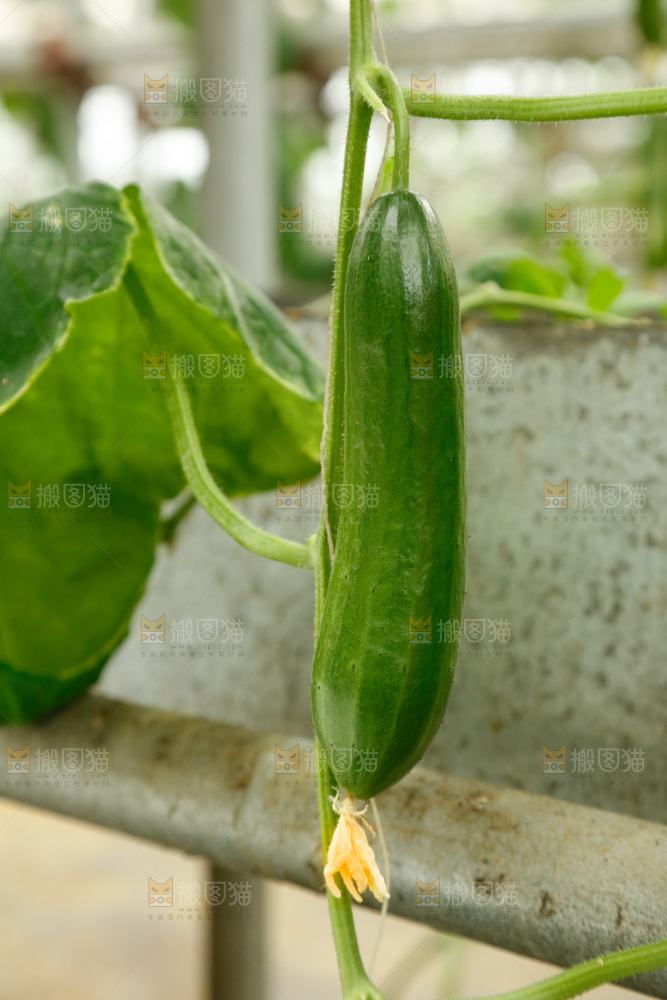 藤上挂着水果黄瓜