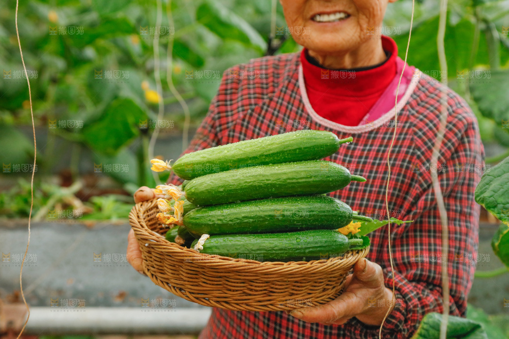 手里端着一篮水果黄瓜