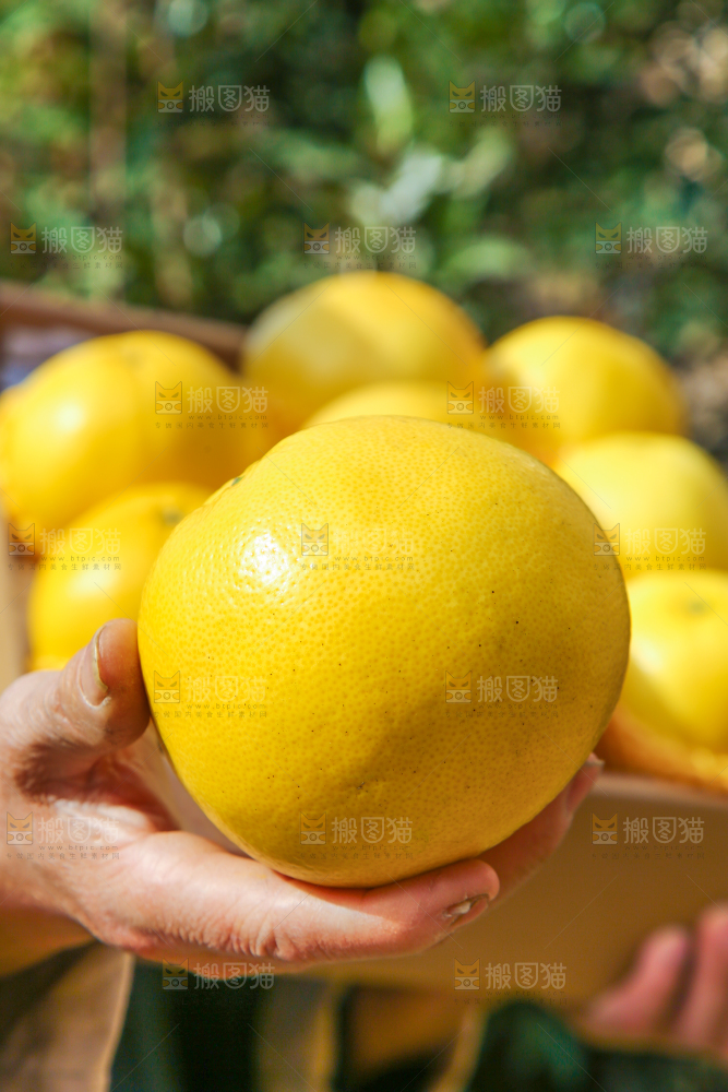手里拿着黄金葡萄柚