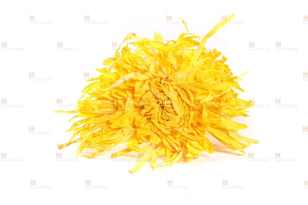 白底上放着贡菊