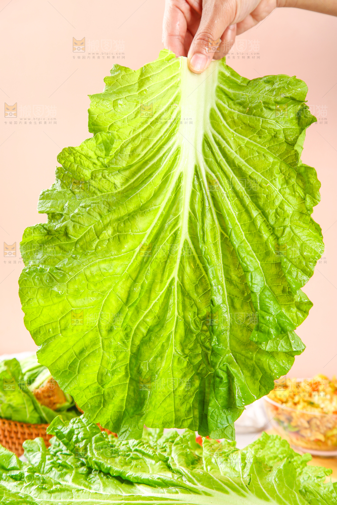 手里拿着东北大白菜叶子