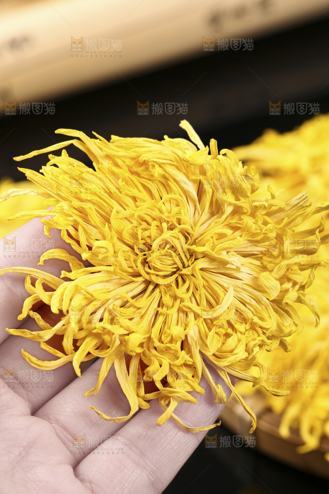 手里拿着金丝皇菊