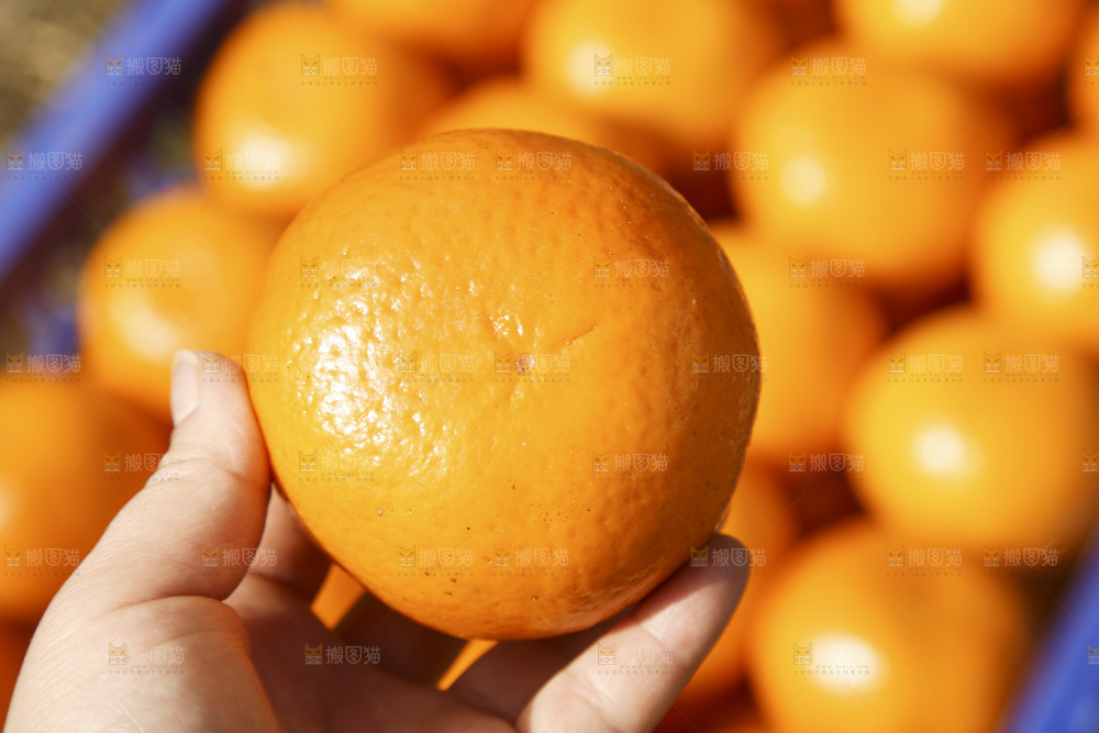手里拿着沃柑