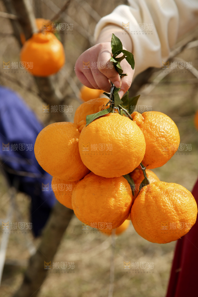 手里抱着丑橘