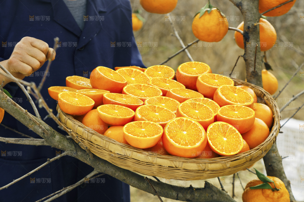 篮子里装着沃柑果肉