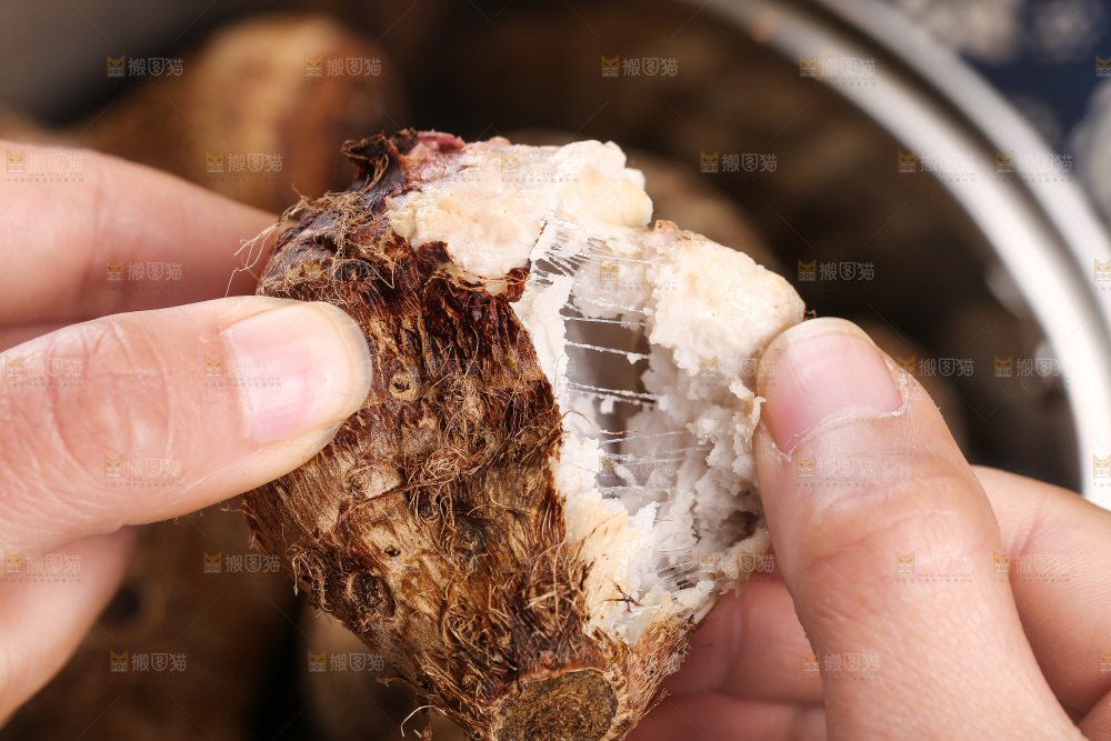 手里拿着红芽小芋头