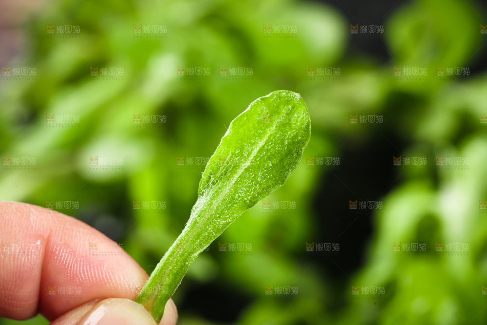 手上拿着鼠曲草