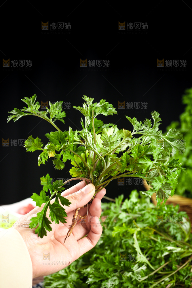 手里拿着艾草叶