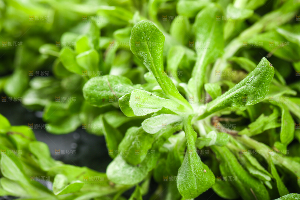 黑石板上的清明草