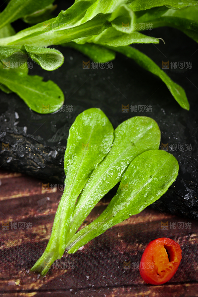 手上拿着鼠曲草