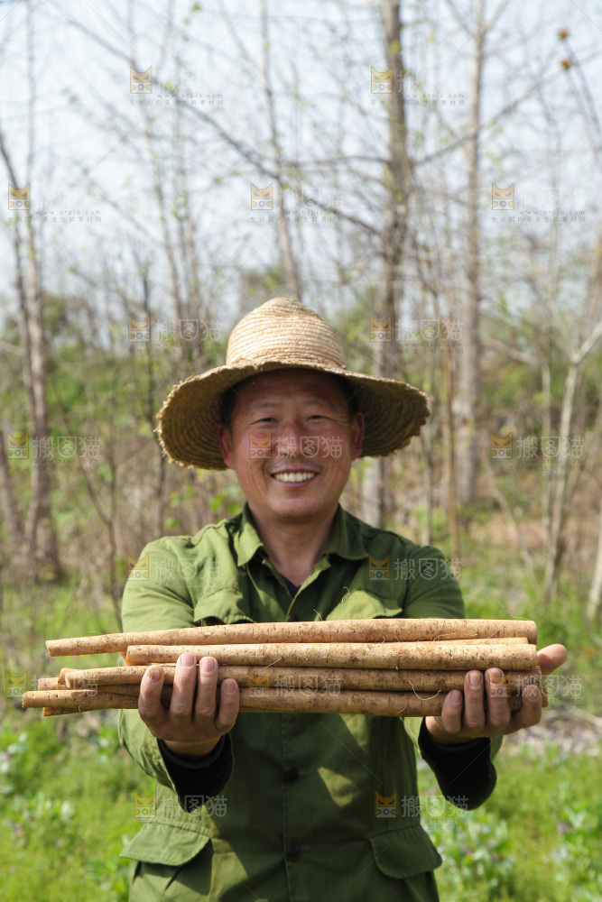 农民手里拿着新鲜牛蒡根