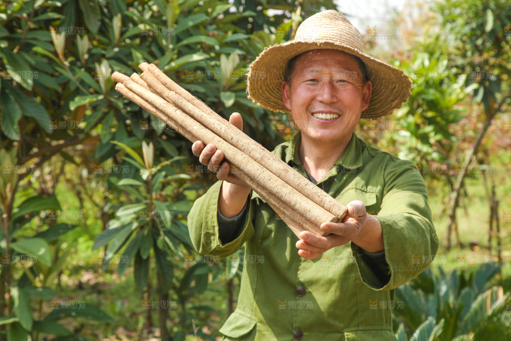 农民手里拿着新鲜牛蒡根