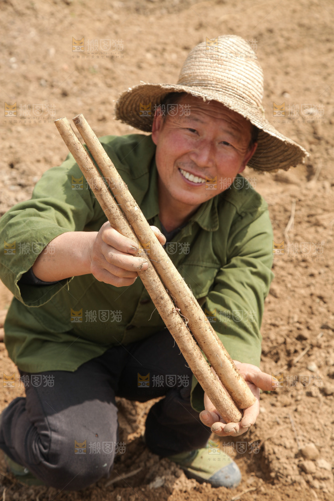 农民手里拿着新鲜牛蒡根