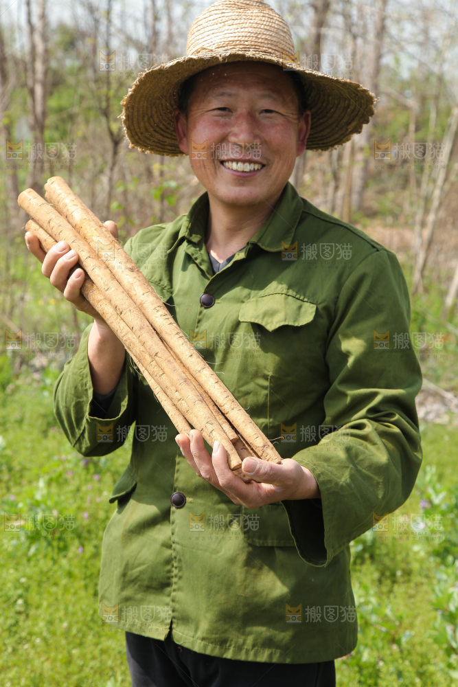 农民手里拿着新鲜牛蒡根