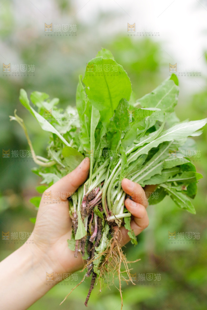 新鲜现挖蒲公英