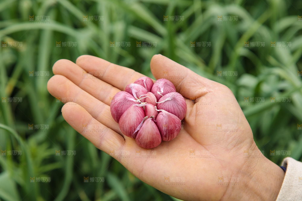 手里拿着多瓣蒜