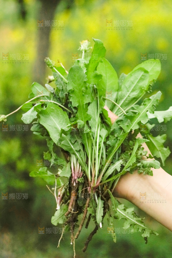 手里拿着新鲜蒲公英