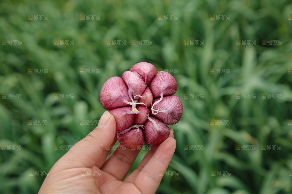 手里拿着多瓣蒜