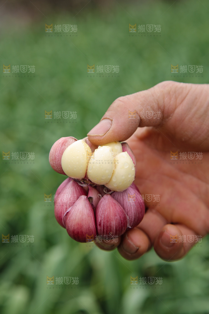 手里拿着多瓣蒜