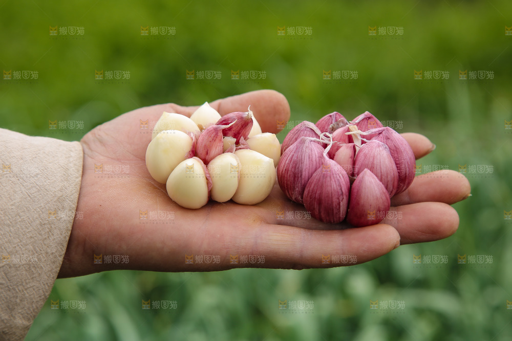 手里拿着多瓣蒜