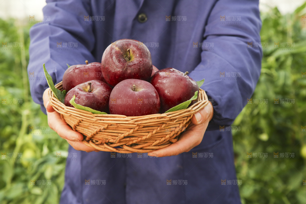 手里捧着一篮子花牛苹果