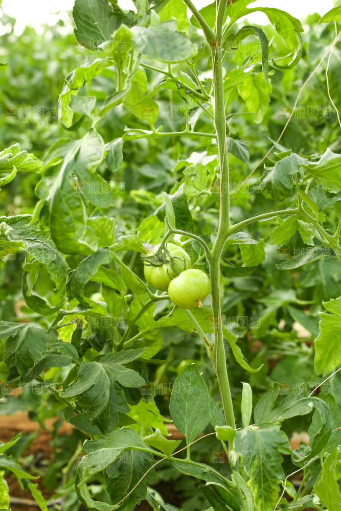 西红柿种植基地