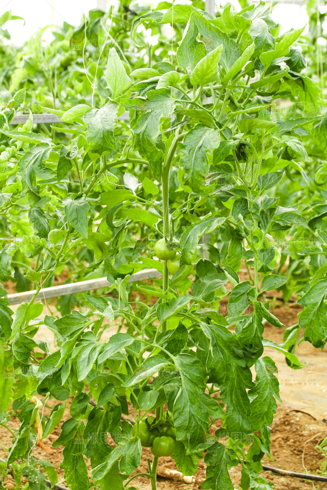 西红柿种植基地