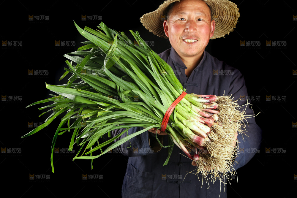 农民手里拿着新鲜蒜苗