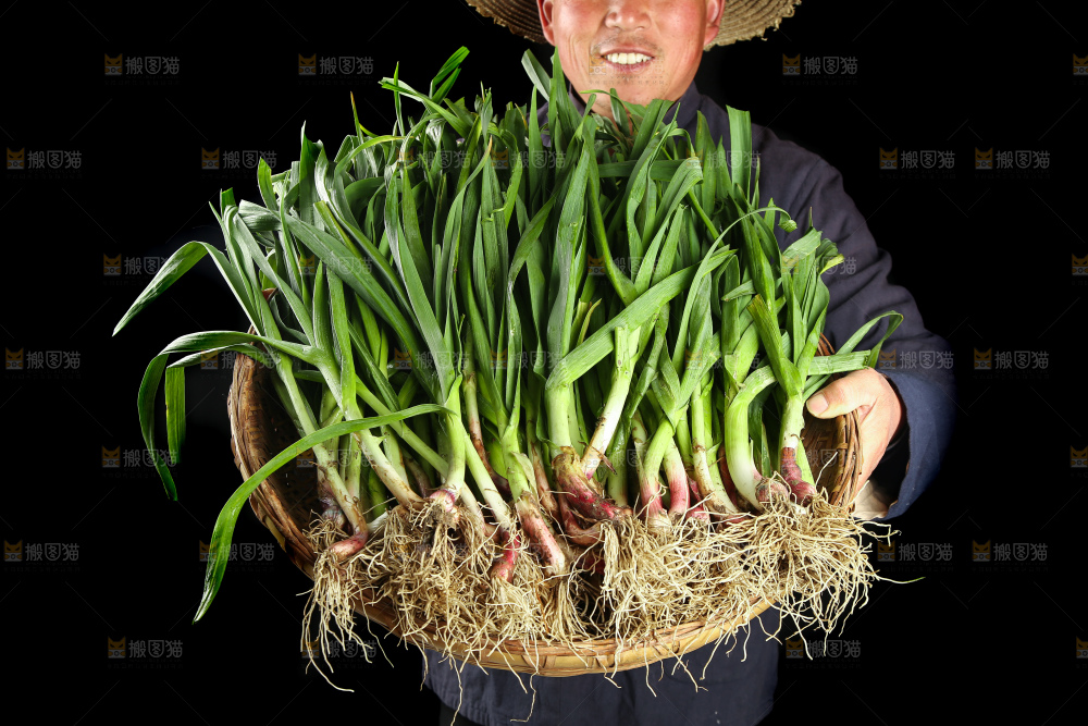 农民手里端着一篮蒜苗