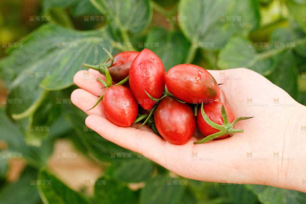手里拿着紫葡萄小番茄