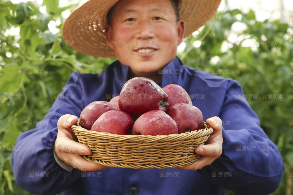 农民端着一篮子天水花牛苹果