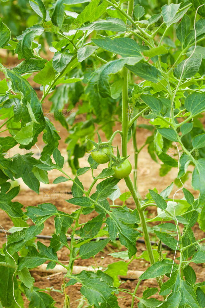 西红柿种植基地