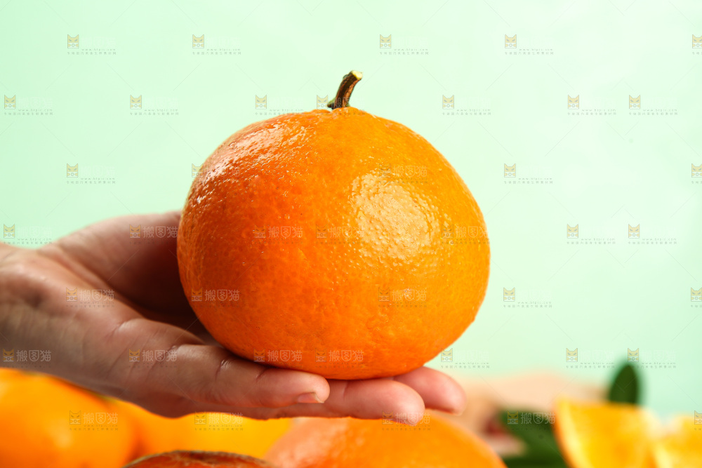 手里拿着青见柑橘