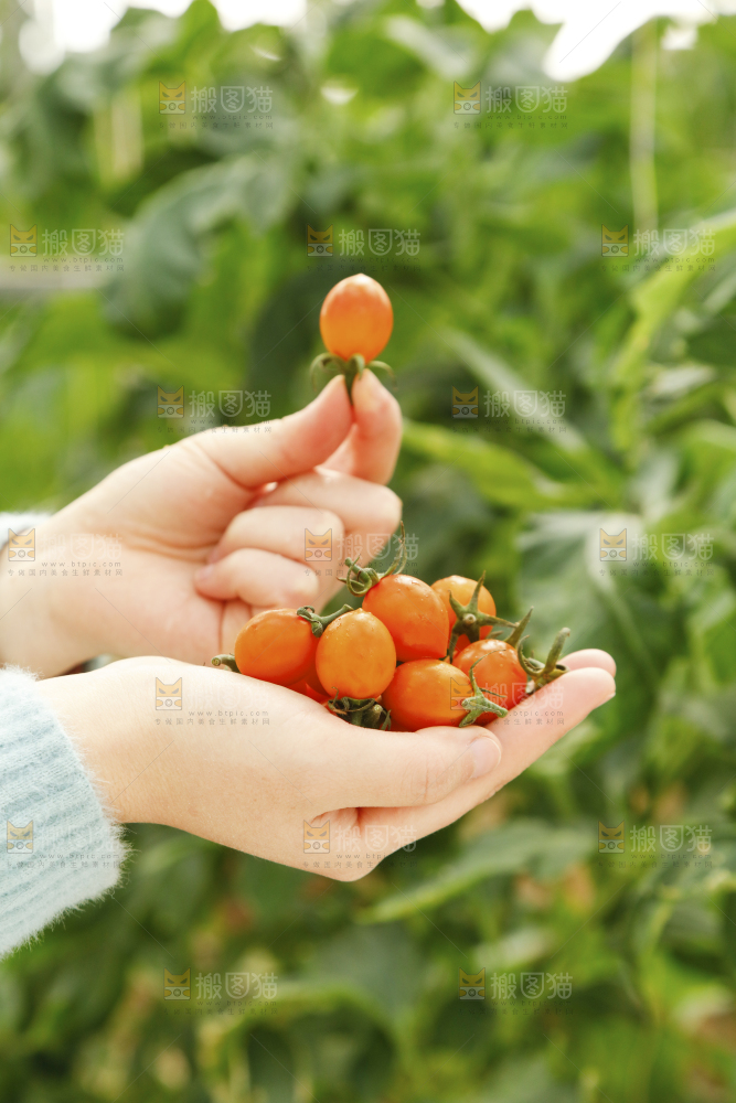 手里捧着黄金小番茄