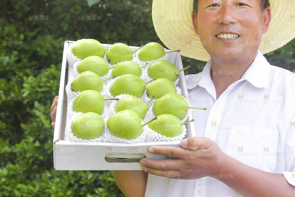 农民手端着一盒早酥梨