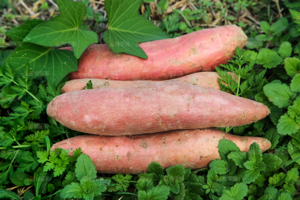 田地里的新鲜红薯