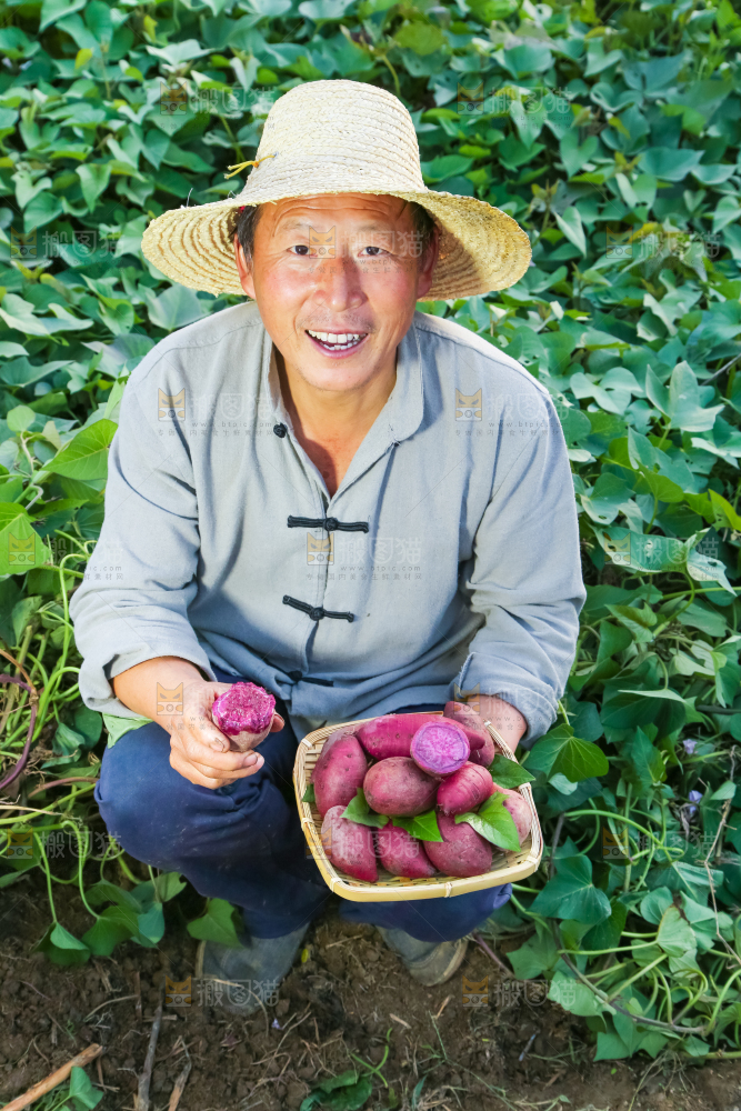 农民手里拿着紫罗兰紫薯