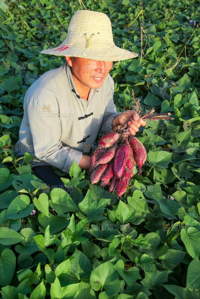农民手里拿着一串大紫薯