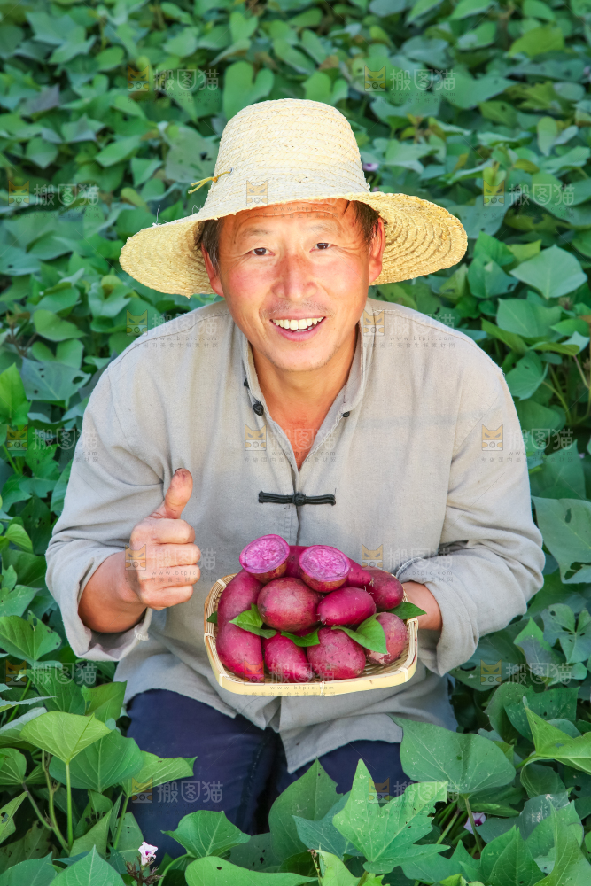 农民手里拿着紫罗兰紫薯