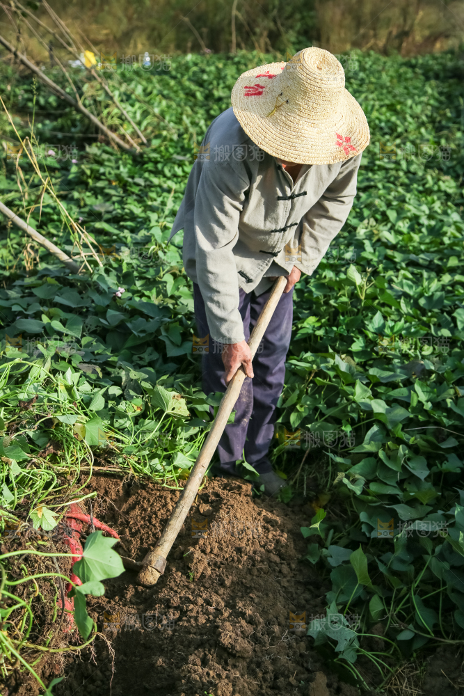 农民正在挖紫薯