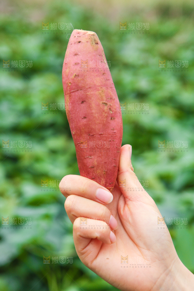 手拿着现挖红薯