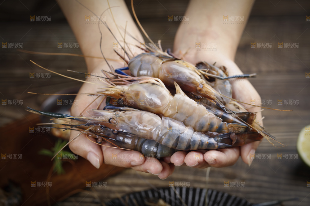手上捧着罗氏沼虾