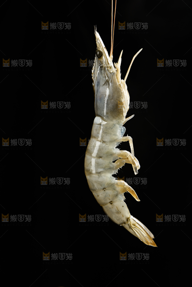 手上拿着对虾