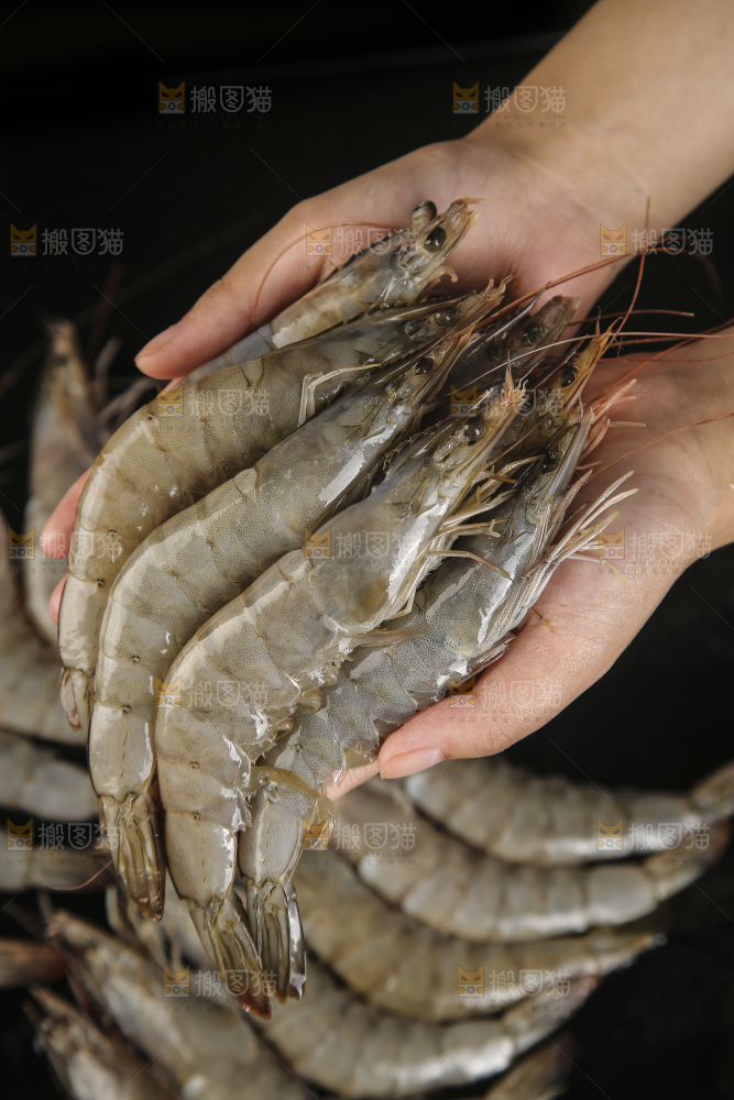 手上拿着南美对虾