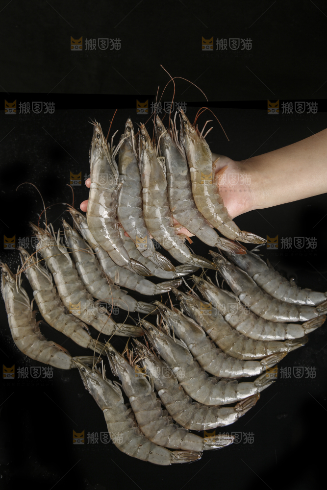 手上拿着南美对虾