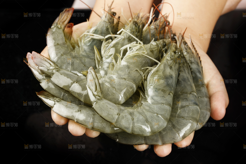 手上捧着新鲜对虾