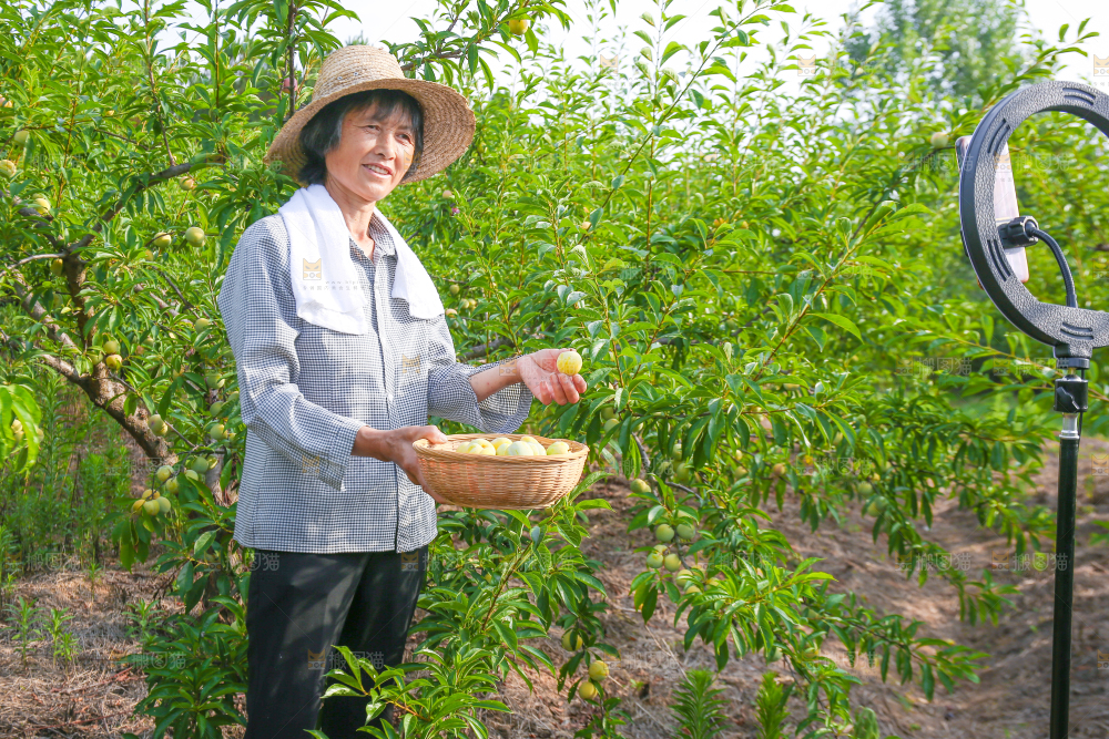 农民手上拿着蜂糖李