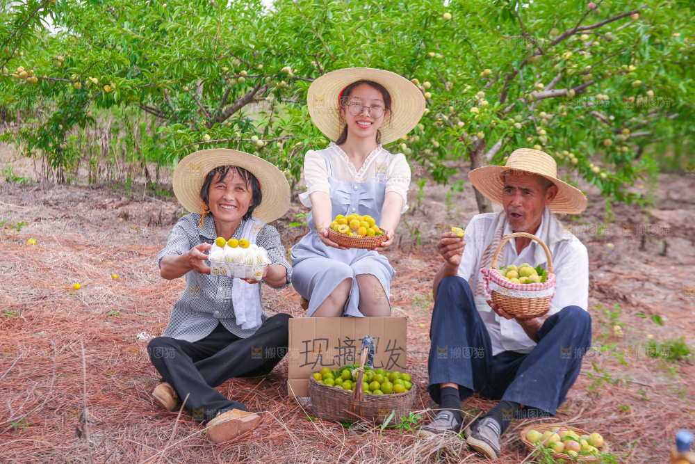 农民手上拿着新鲜冰糖李